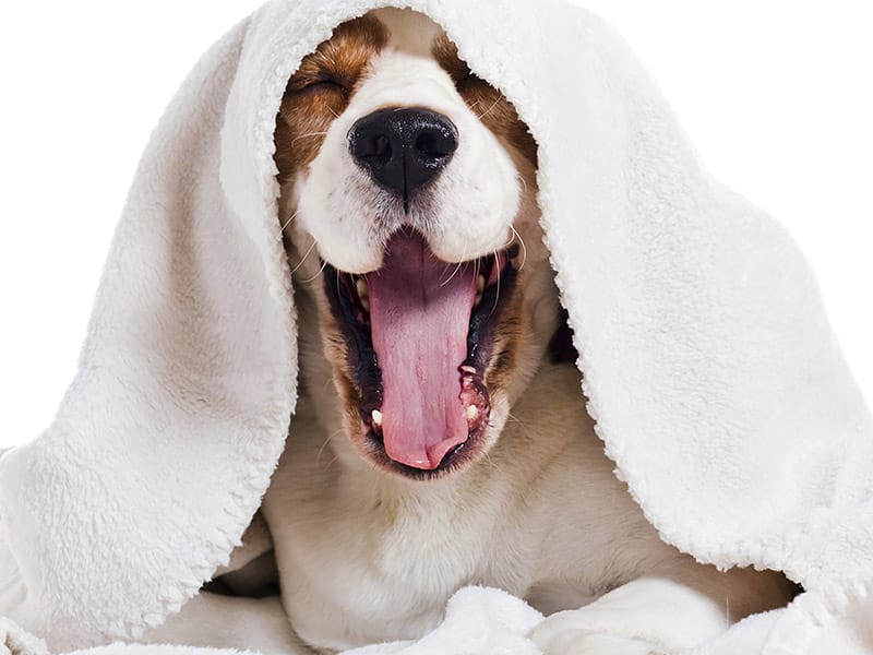 Dog with Blanket Resizedblog